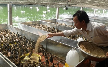 Vua vit troi tren dat phuong Nam hinh anh