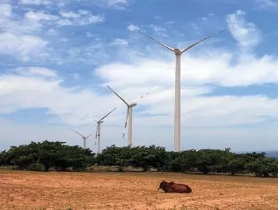 Ninh Thuan thu hoi du an dien gio nghin ty hinh anh