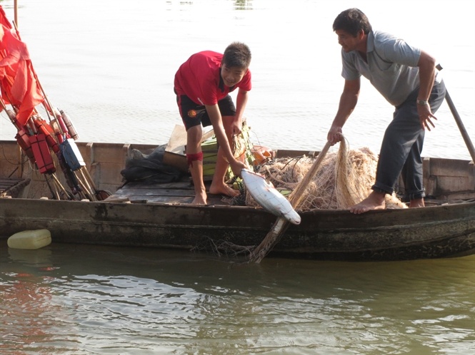 Mua san ca quy toc hinh anh