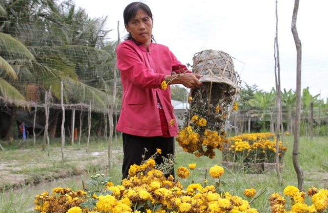 Bà Trương Thị Kim Anh thu dọn hoa tồn đọng.