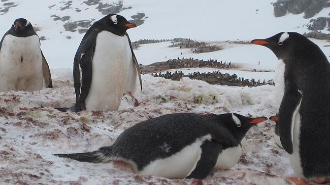 Cau chuyen thu vi ve viec lam o noi lanh nhat the gioi hinh anh