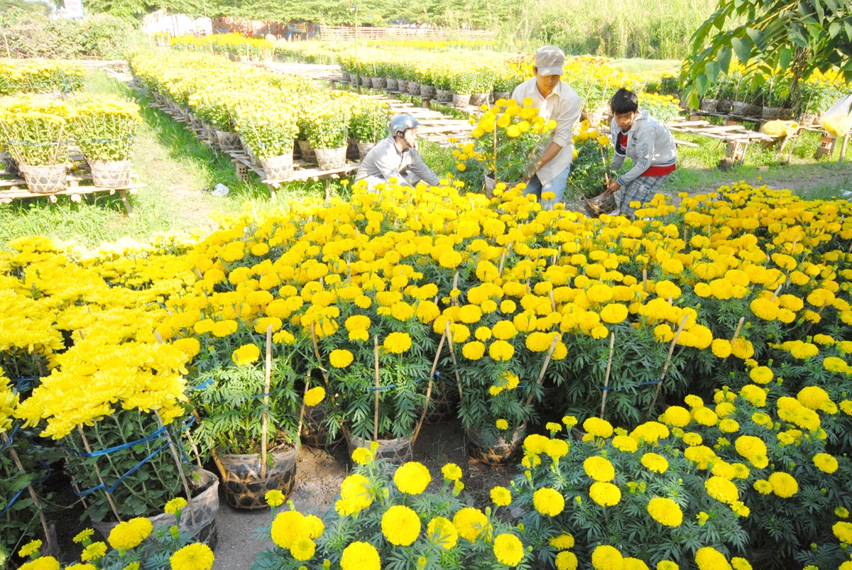 Vụ hoa Tết năm nay nhiều nông lâm cảnh trắng tay và nợ nần.  Ảnh: Ngọc Trinh.