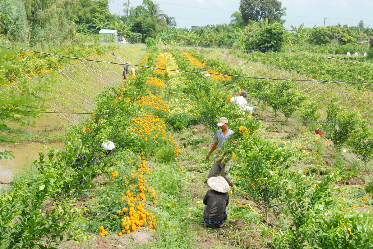 Đến thời điểm (mùng 10 Tết) mà nhiều nhà vườn vẫn còn tồn nhiều hoa cố đợi đến dịp rằm tháng giêng tới đây để bán. Ảnh: Ngọc Trinh.