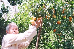 Choi ngong lap trang trai quyt hong tren 'noc nha mien Tay' hinh anh