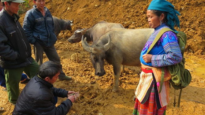 Con trâu này đã được mua và lái buôn đếm tiền giao cho chủ trâu.
