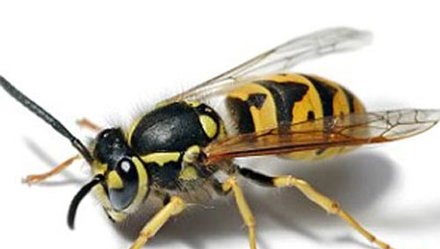 Khong nen chu quan khi bi ong dot hinh anh