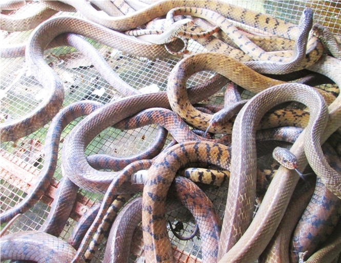 Vi sao tran, ran, ca sau deu giam gia? hinh anh