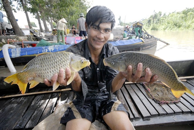 Những con cá to như thế này...