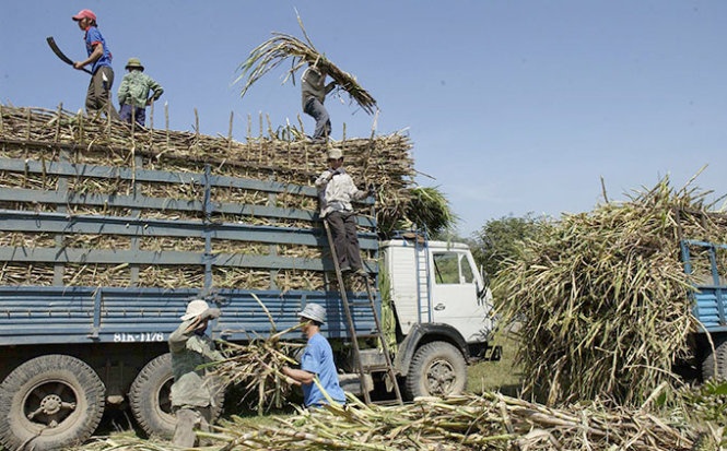 Thu hoạch mía tại Gia Lai.