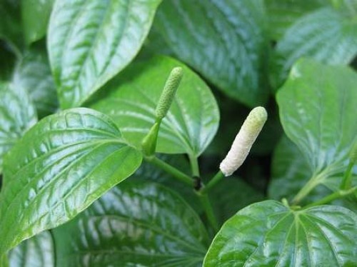 Rễ cây lá lốt sắc đặc ngậm súc miệng giúp giảm đau nhức răng.