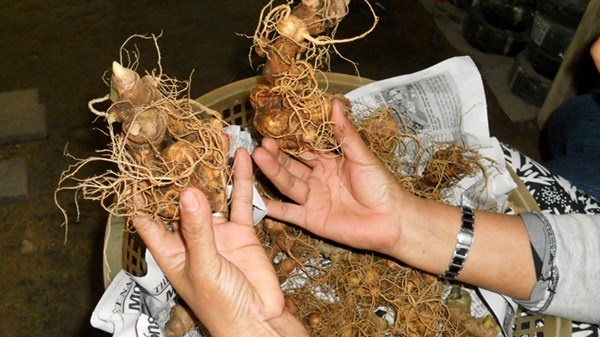 Củ sâm Ngọc Linh chính hạng, có giá từ 30 triệu đồng/kg trở lên.