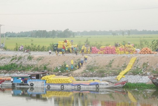 Trung Quoc o at mua gao Viet Nam hinh anh