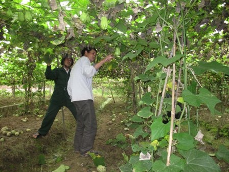 Nong dan Thanh Hoa dieu dung vi su su mat gia hinh anh