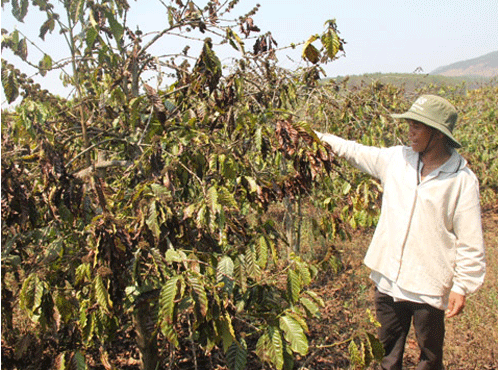 700 ha ca phe chet dung, nong dan trang tay hinh anh