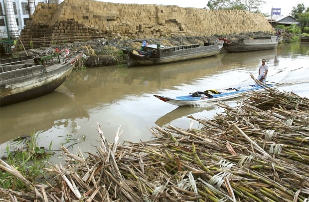 Nganh mia duong: Lieu thuoc dang hinh anh