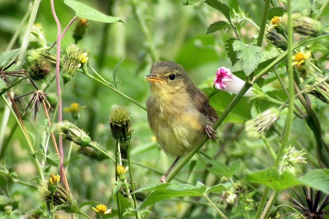 Thuc hu bi quyet lam dep tu phan chim hinh anh
