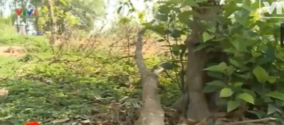 Mua ban nong san la: Ai la nguoi huong loi? hinh anh