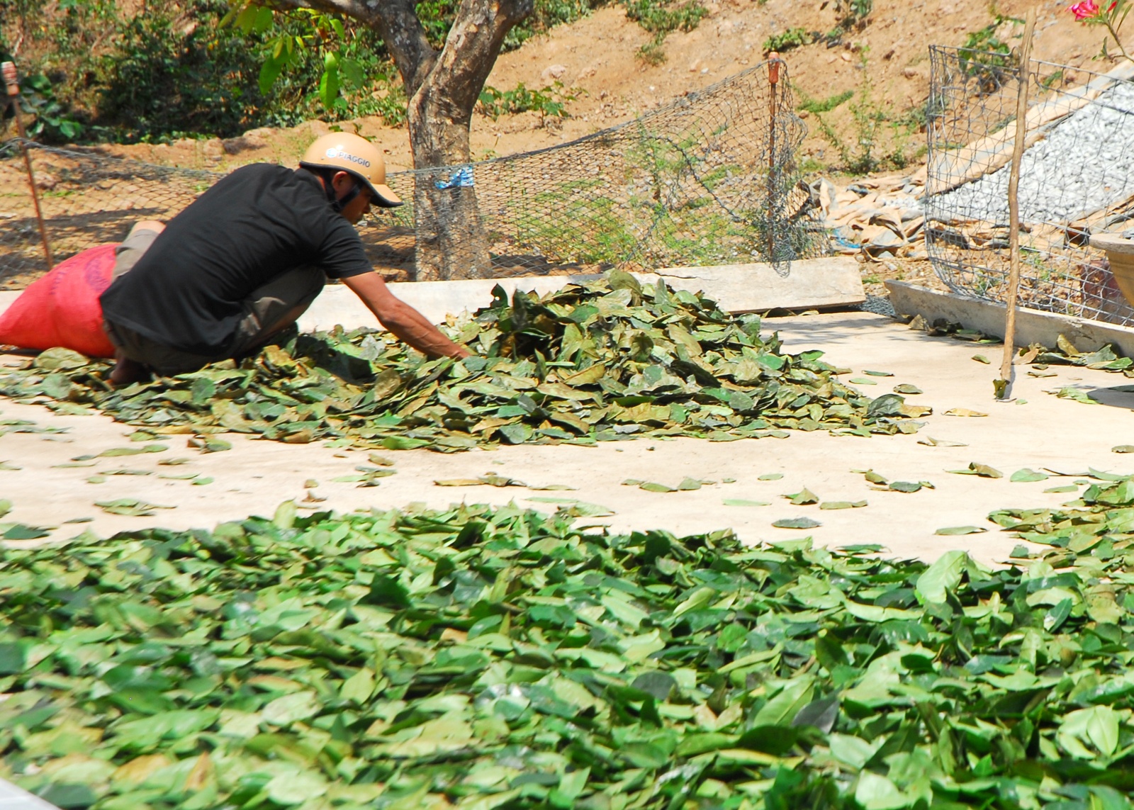 Thuong lai la ve mien Tay mua la mang cau xiem lam gi? hinh anh