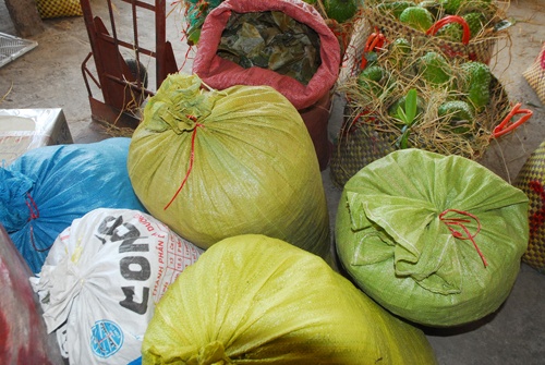 Người dân hái lá để bán sẽ làm giảm tuổi thọ của cây và giảm năng suất cho trái. Đặc biệt, thời điểm này, mùa khô đang đến, mặn xâm nhập sâu sẽ càng làm ảnh hưởng đến cây nhiều hơn. Ảnh: Mỹ Tho.