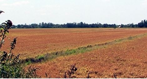 Hau Giang: Nong dan moi mat cho thuong lai mua lua hinh anh