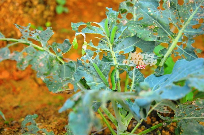 Sâu ăn lá thủng loang lổ, chủ vườn rau hữu cơ cũng không dùng thuốc trừ sâu.