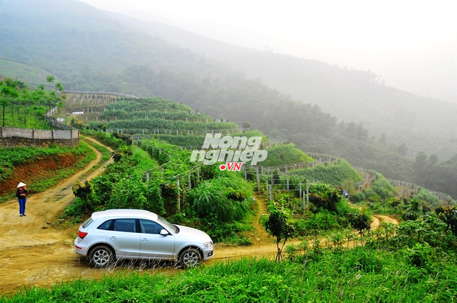 Một góc khu trồng rau hữu cơ tại trang trại Hoa Viên.