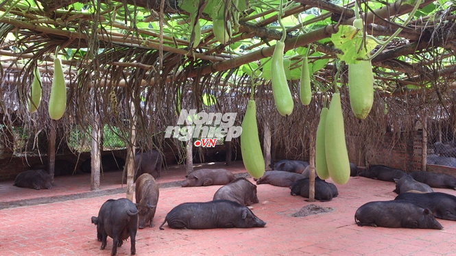 Khu nuôi lợn rừng luôn sạch sẽ và nhiều bóng mát... Đọc thêm tại: http://nongnghiep.vn/hai-nguoi-ky-la-duoi-dinh-vua-ba-ba-chua-lon-rung-dat-viet-post140353.html | NongNghiep.vn