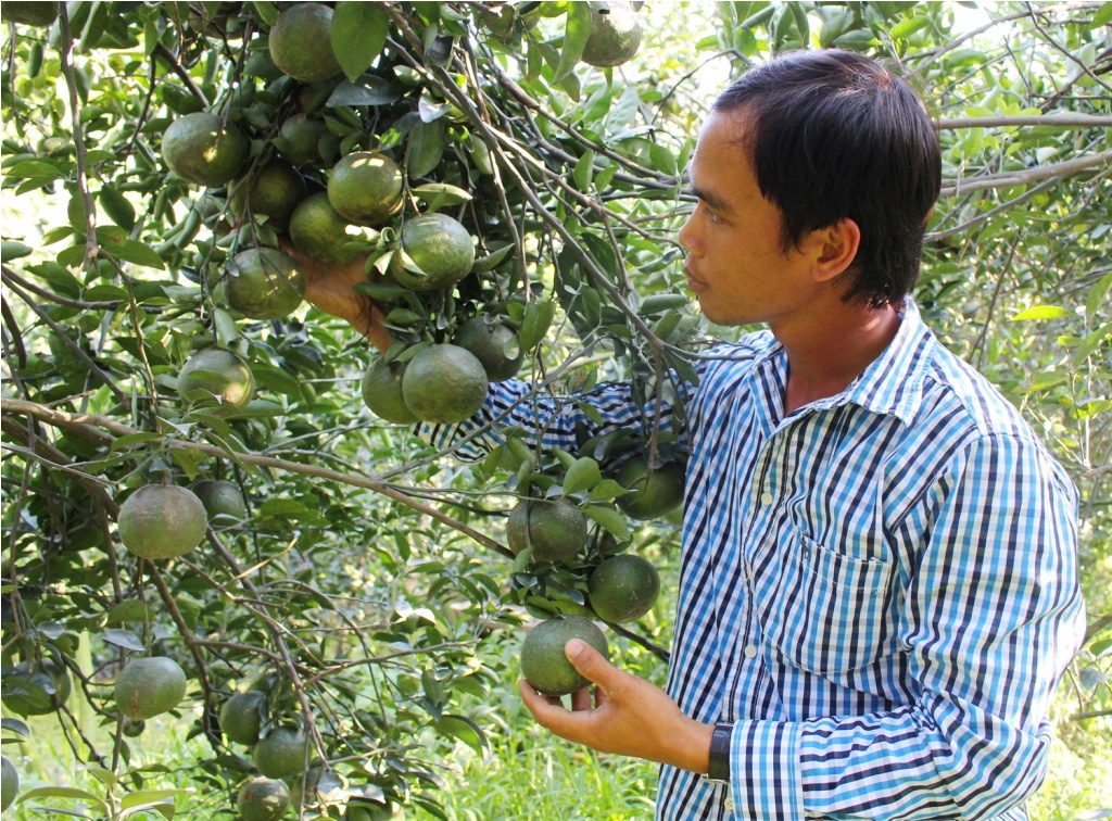 Cam sanh nghich vu dem ve tram trieu cho nguoi mien Tay hinh anh
