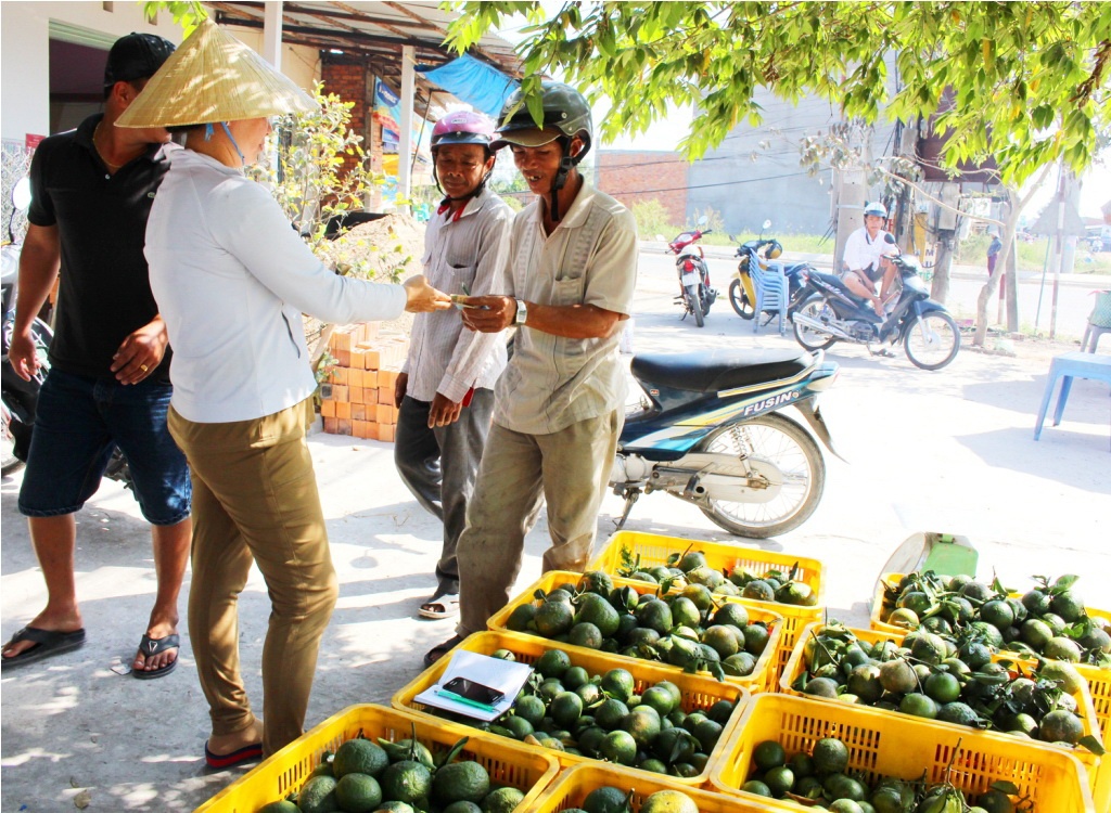 Cam tăng giá, nhiều nhà vườn không có hàng để bán vì một phần do dịch bệnh và bước sang vụ nghịch. Ảnh: Ngọc Trinh.