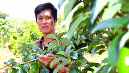 Hang loat dai gia quay ve voi nong nghiep hinh anh