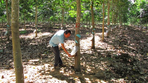 Ông Đức tự tay kiểm tra cách lấy mủ cao su.