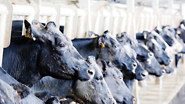 Trang trại bò sữa của HAGL.