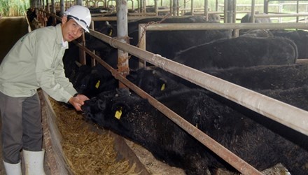 Trai bo Kobe dau tien o Viet Nam hinh anh