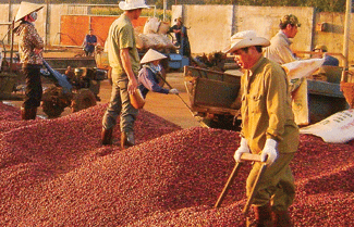 Lotte me nong nghiep Viet hinh anh