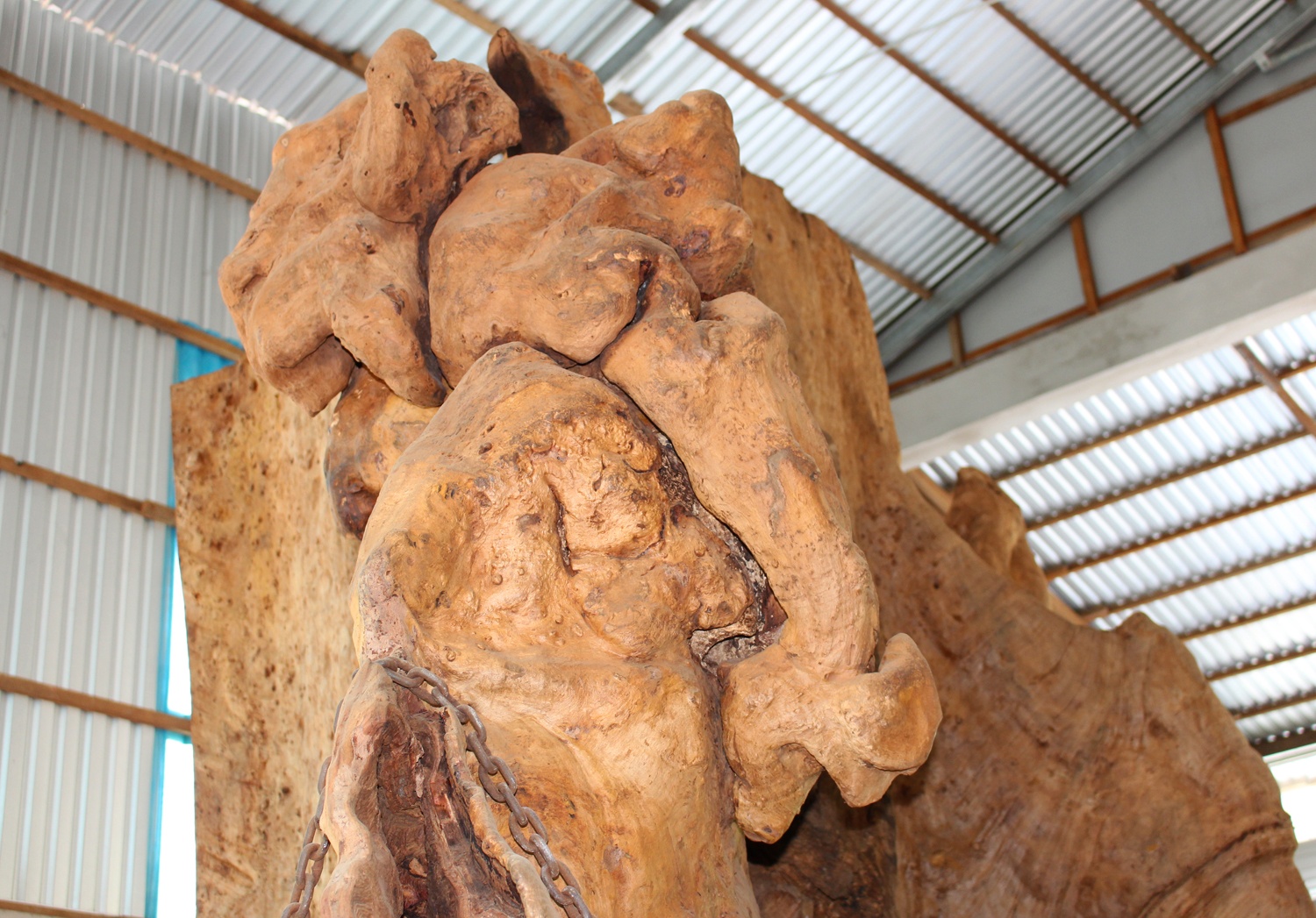 Goc cay co tra gia 30 ty khong ban o mien Tay hinh anh