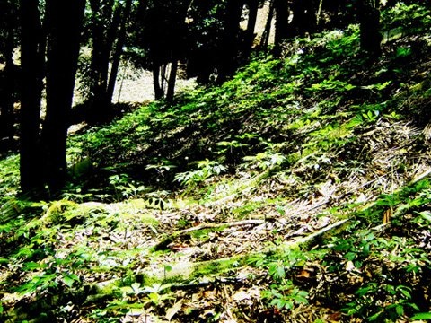 Vườn sâm Ngọc Linh hơn 15 năm tuổi trên núi Ngọc Linh.