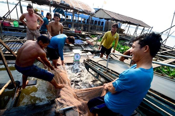 Ca tom di dau khi gia giam sau? hinh anh