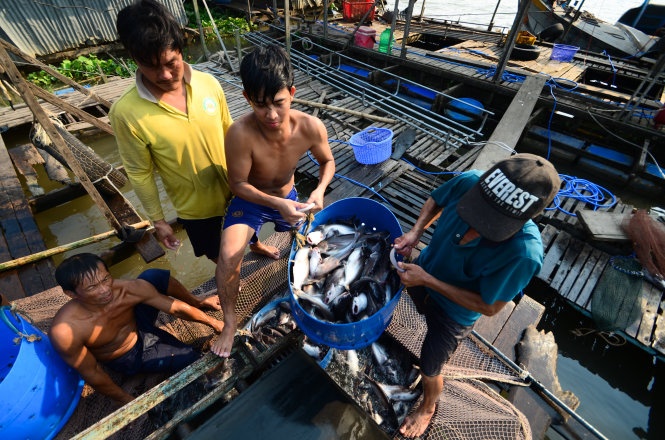 Người dân ở huyện Thanh Bình, Đồng Tháp thu hoạch cá ba sa, ảnh chụp chiều ngày 18/3.