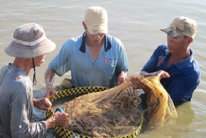 Từ đầu năm đến nay trong khi giá tôm thẻ chân trắng giảm khá mạnh.