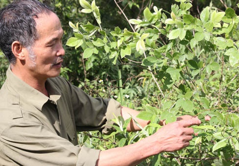 Loai nam dat nhu vang rong tren day Hoang Lien Son hinh anh