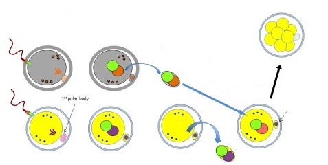 Ðua tre '3 bo me' se duoc hop thuc hoa hinh anh