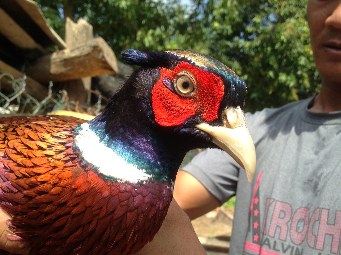 Trai ga, chim rung quy dem ve nua ty moi nam o mien Tay hinh anh