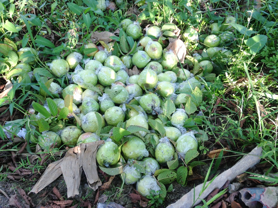 500 dong mot kg oi, nguoi mien Tay bo chin day vuon hinh anh