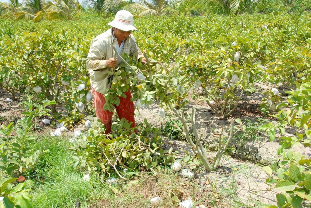 Oi 500 dong/kg, dan mien Tay bo trai don cay hinh anh