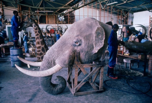 'Ty phu' chet doi o Zimbabwe kiem tien nhu the nao? hinh anh