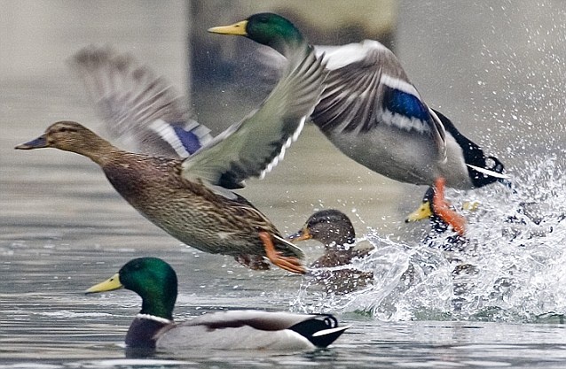 Thu tien ty nho nuoi vit troi hinh anh