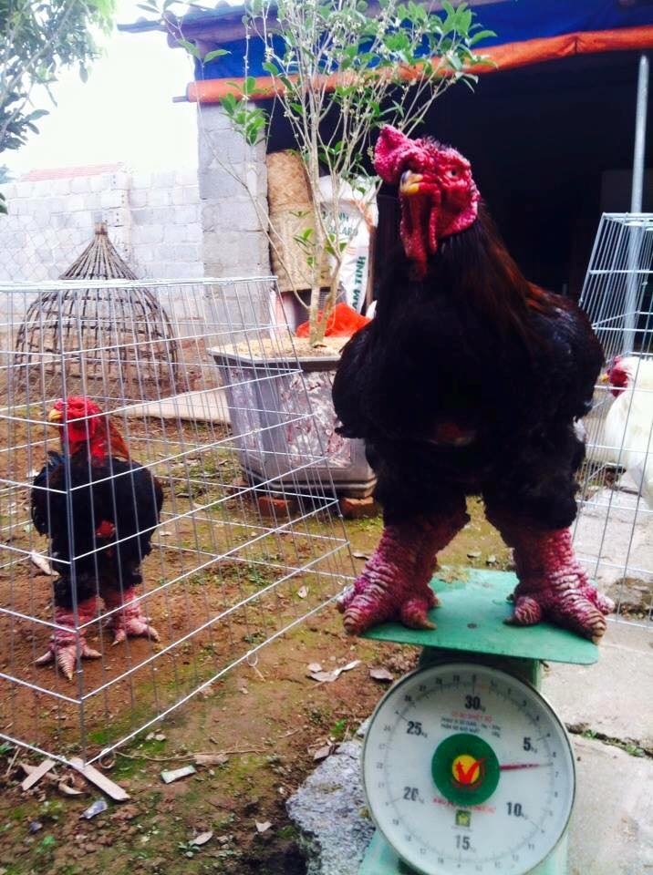 Hiem co dat Viet: Cap chan ga nang 1 kg moi chiec hinh anh