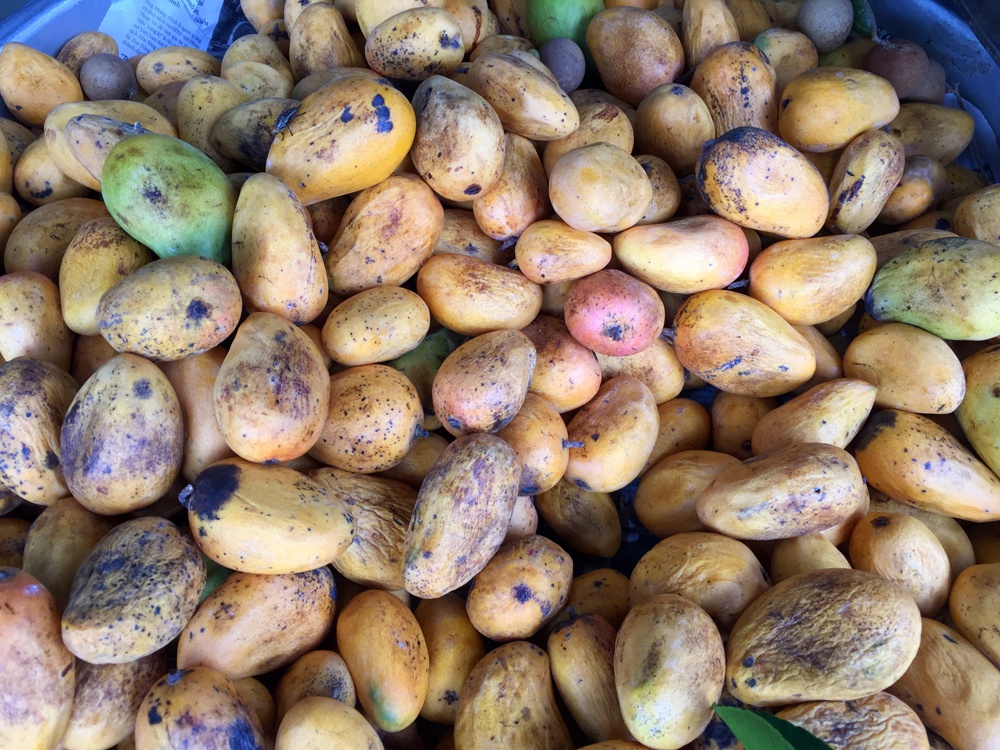 Nguoi mien Tay noi khong trong xoai bi don co ruot nylon hinh anh