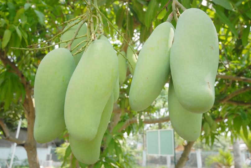 dân miền tây ồ ạt trồng xoài Đài Loan ảnh 1 dan mien tay o at trong xoai Dai Loan anh 1