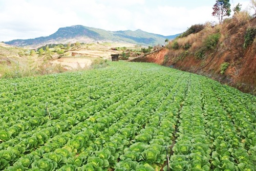 Rau cu re thoi tai Da Lat anh 1